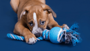 7 Easy Homemade Toys for Your Dog