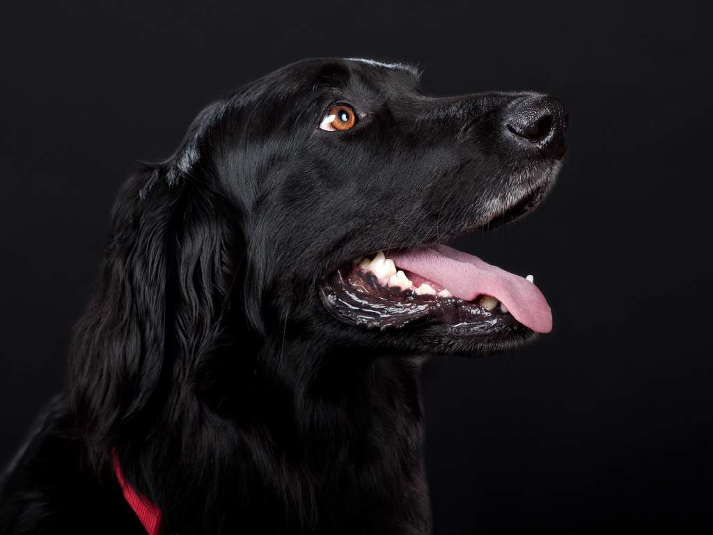 Best Names To Pick For A Black Dog – More than 100 Names