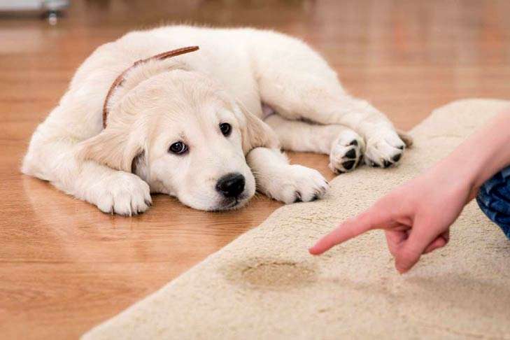 Easy Methods to Potty-train your Puppy