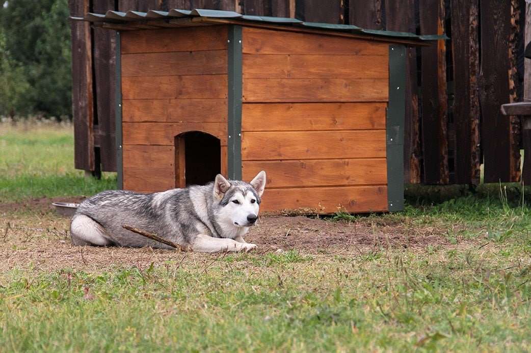 Types of Dog Houses